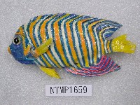 藏品(甲尻魚)的圖片